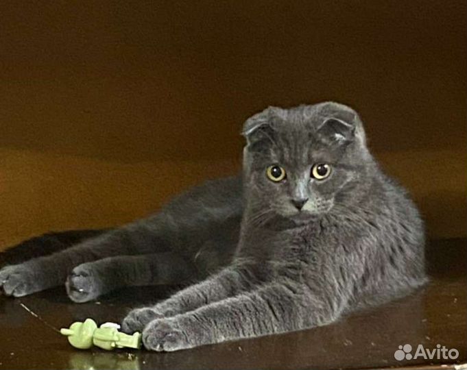 Котята от шотландской вислоухой мамы