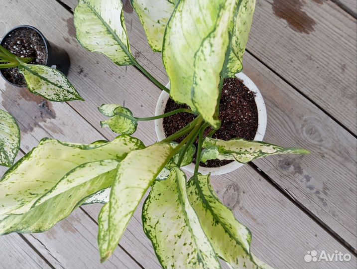 Аглаонема white киви