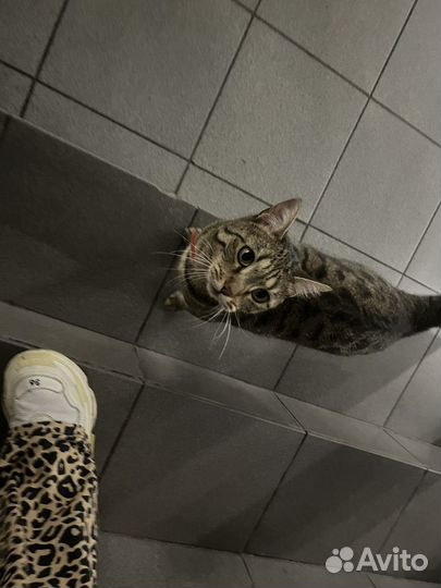 Кошка бесплатно