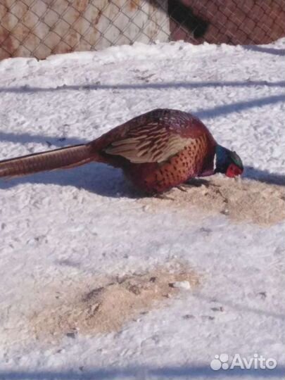 Фазаны охотничьи