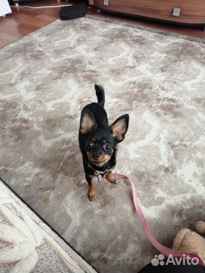 Мини той-терьер вязка