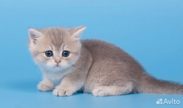 Голубое золото