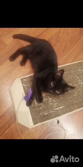 Кошка мышеловка ищет дом