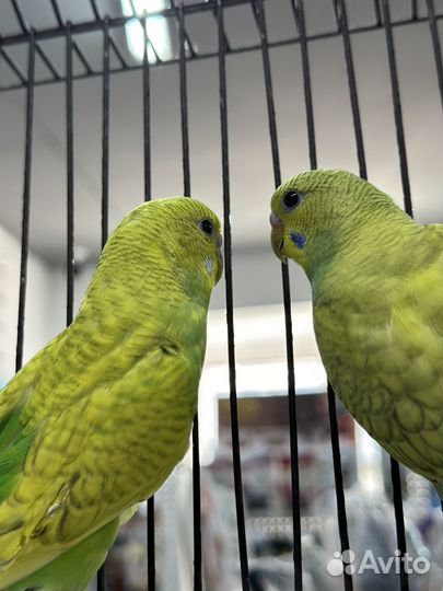 Волнистый попугай