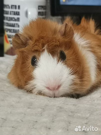 Морские свинки