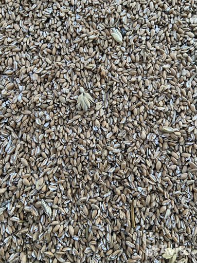 Пшеница отходы