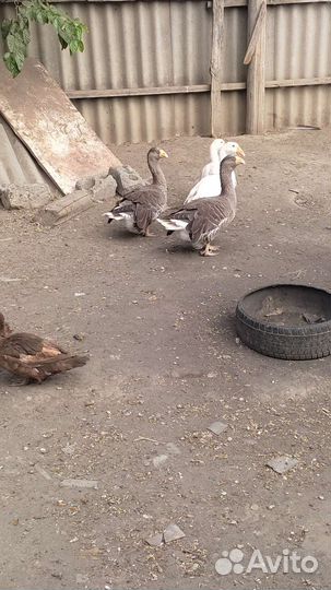 Тульские гуси