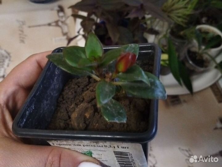 Комнатные цветы