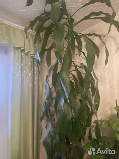 Драцена душистая