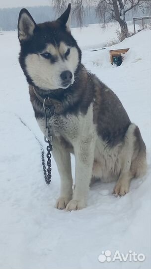 Сибирский хаски