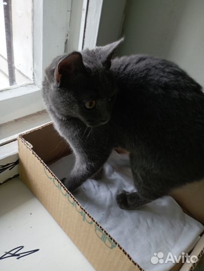 Найден котёнок