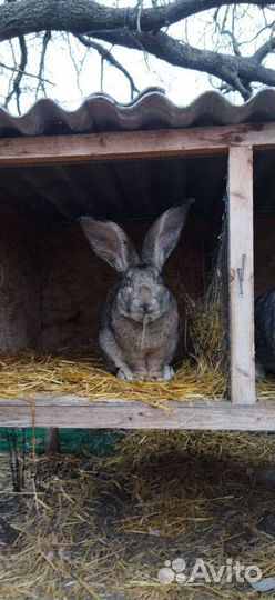 Кролики великаны, Фландр, Ризен