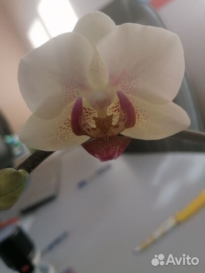 Орхидея