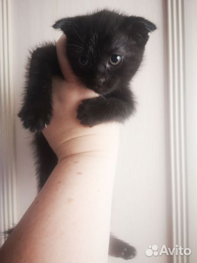 Шотландские вислоухие котята