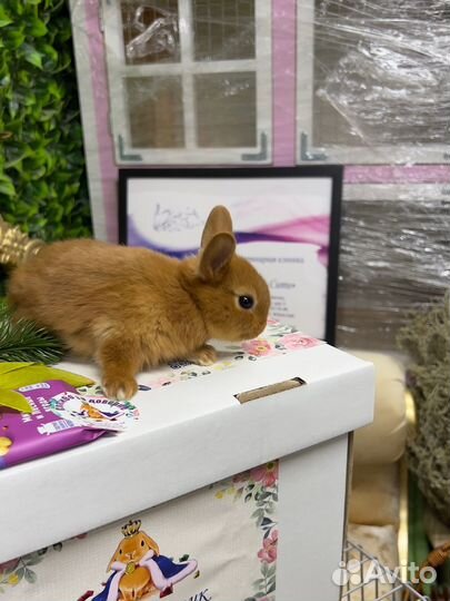 Декоративные кролики релакс