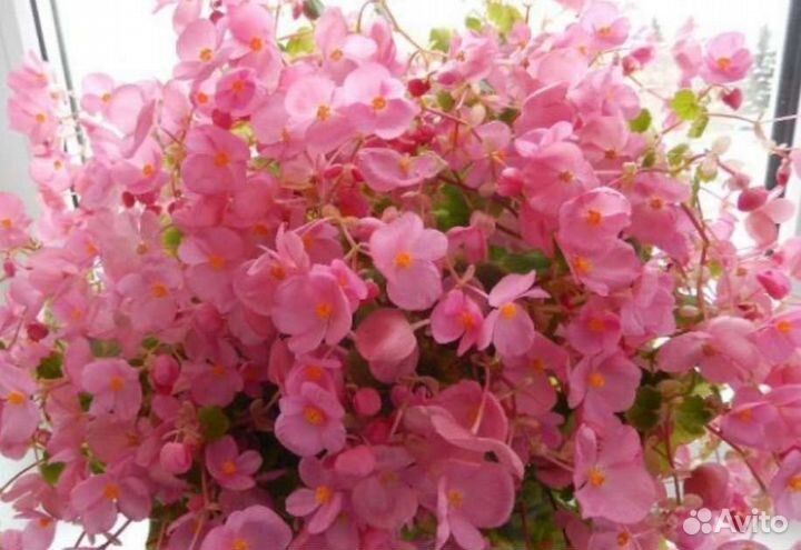 Бегонии и другие цветы