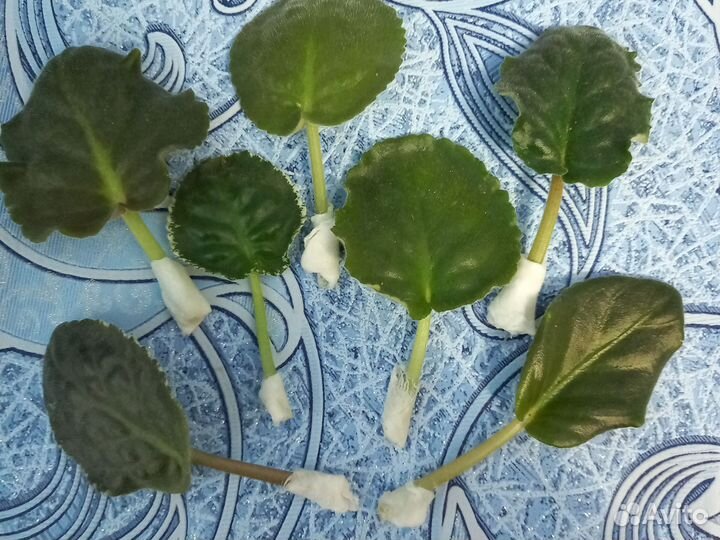 Фиалка Свежий Лист