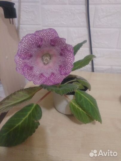 Глоксиния вишневая метель