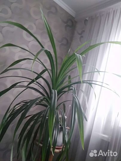 Пальма панданус