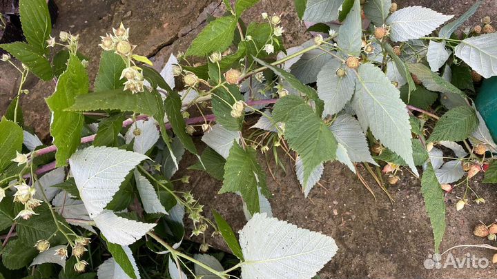 Саженцы ремонтантной малины