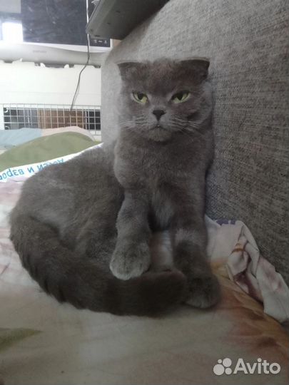 Британская кошка Мила
