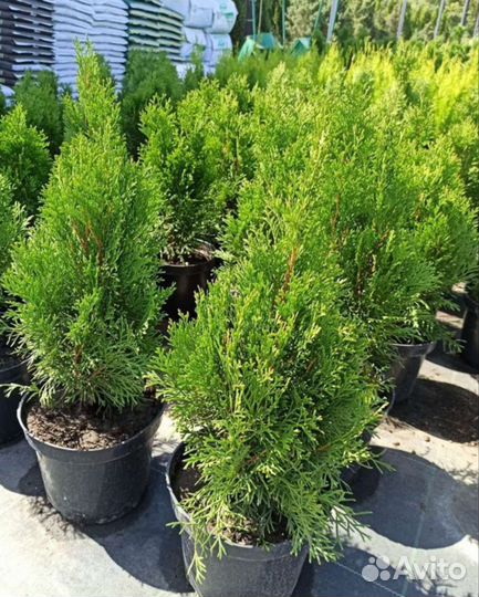 Туя смарагд