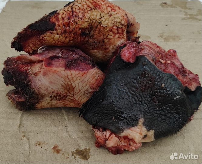 Мясо и кости для собак