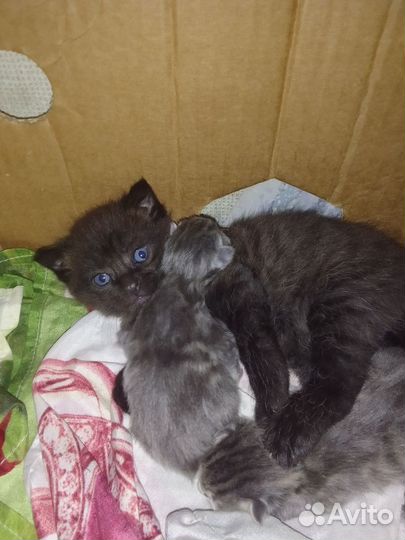 Британская