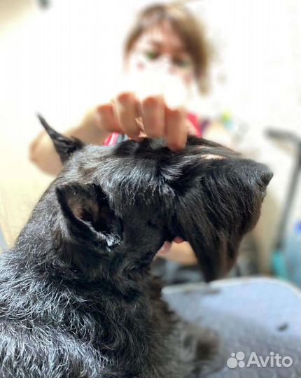 Груминг собак, стрижка кошек