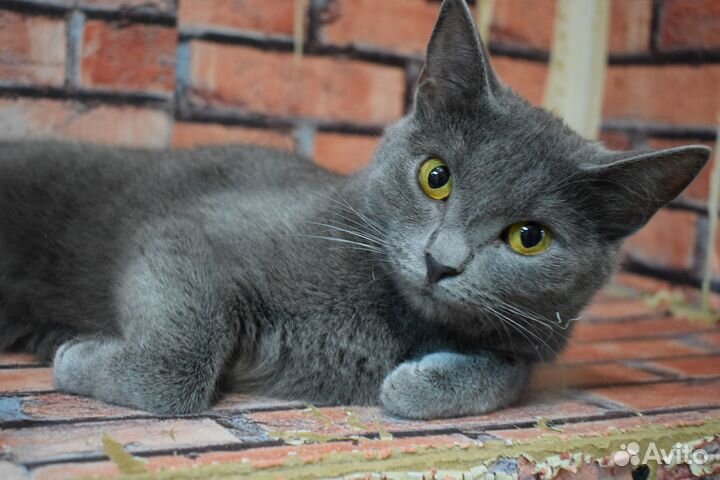 Котенок Шелли русская голубая 7 мес