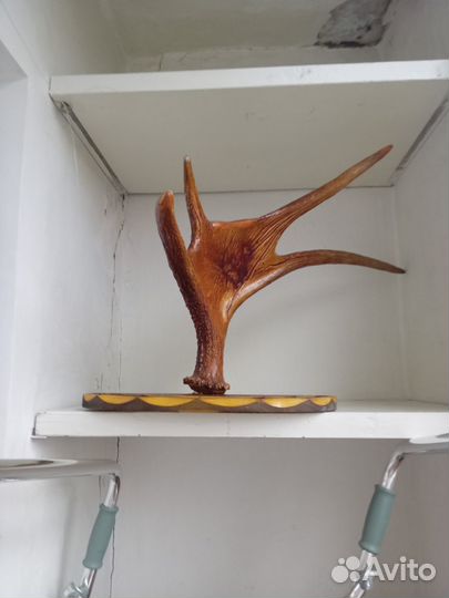 Продам рога лося