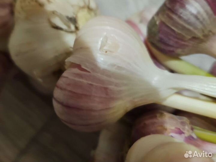 Озимый чеснок