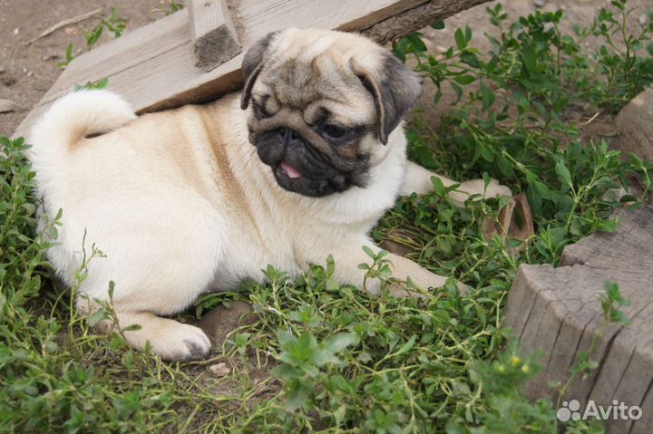 Щенки мопса мальчики