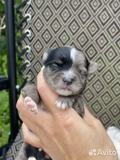 Йоркширский терьер мини щенки цветные