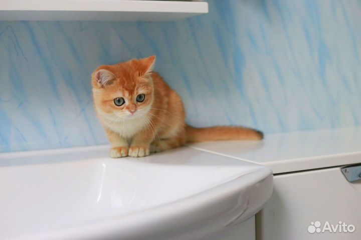 Яркий котик ny12 золотая шиншилла