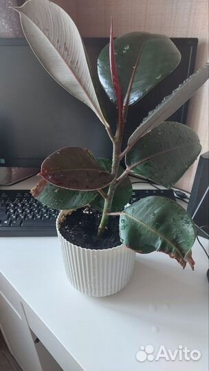 Фикус Эластика