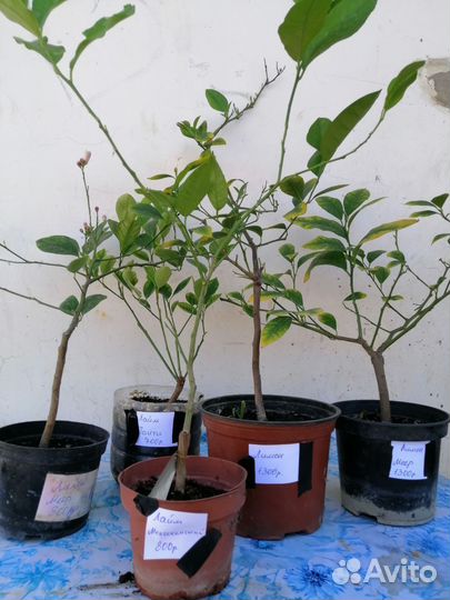 Лимон, лайм, коломандин