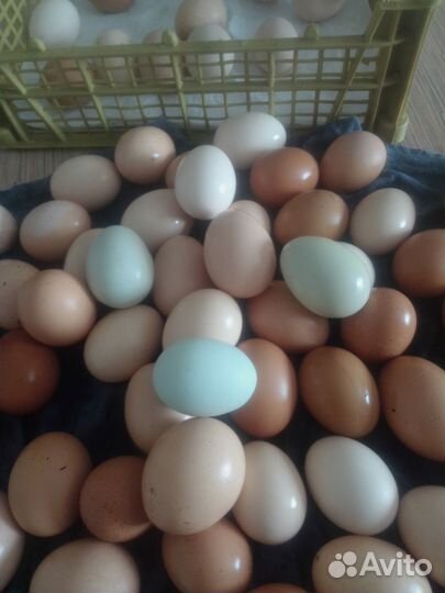 Домашние куриные яйца