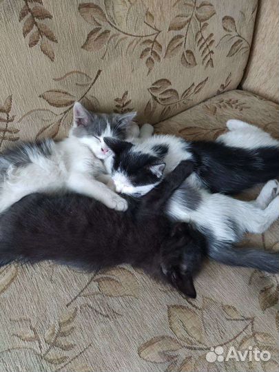 Милые котята в добрые руки