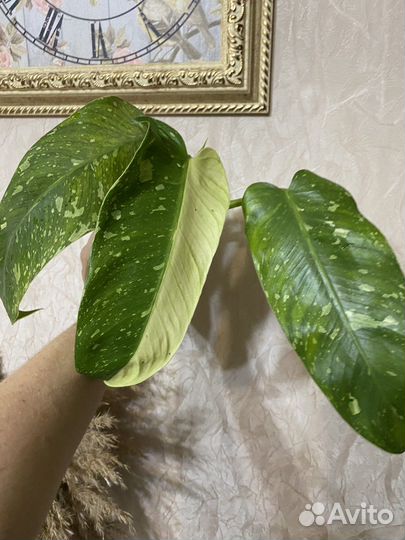 Филодендрон 2