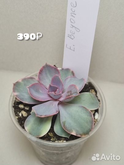 Суккуленты