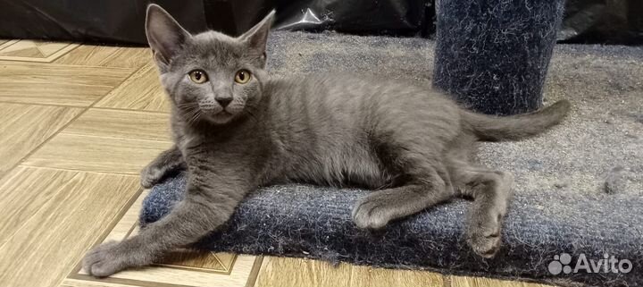 Красота не вероятная