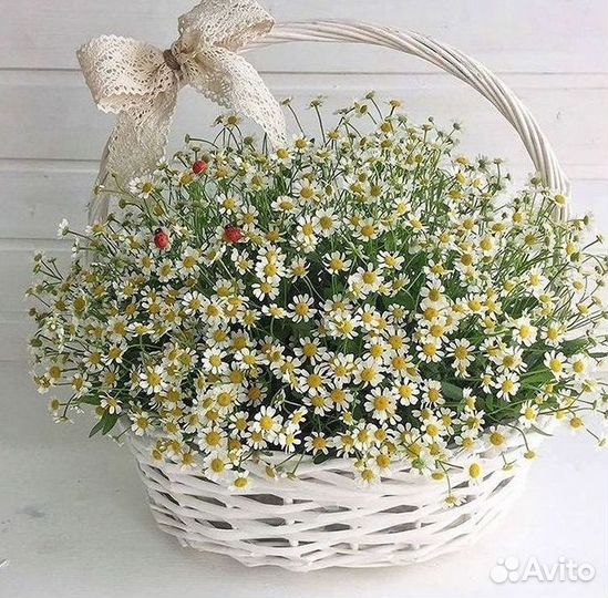 Цветы ромашки. Букеты ромашек. Цветы доставка
