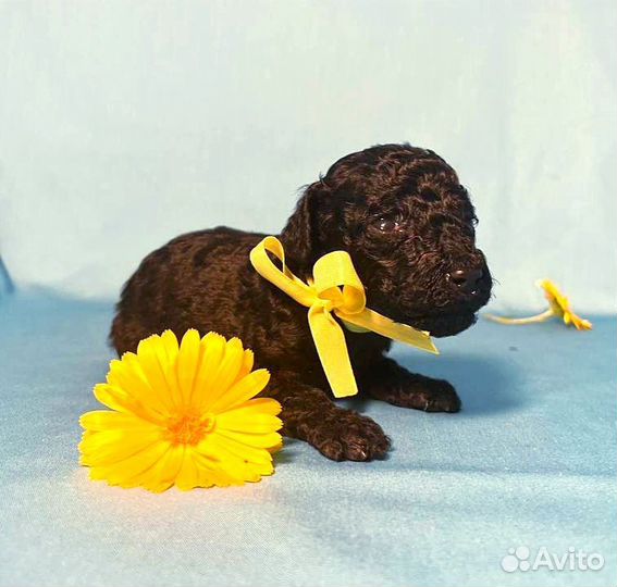 Карликовый пудель девочка