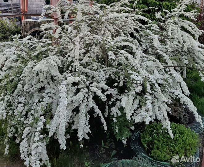 Цветущие кустарники(Жасмин(Чубушник), Спиреи)