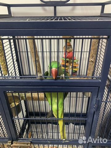 Александрийский попугай