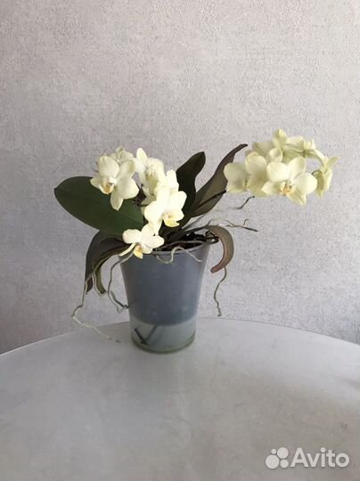 Орхидея фаленопсис