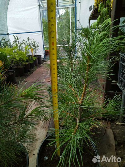 Сибирская кедровая сосна (Кедр)