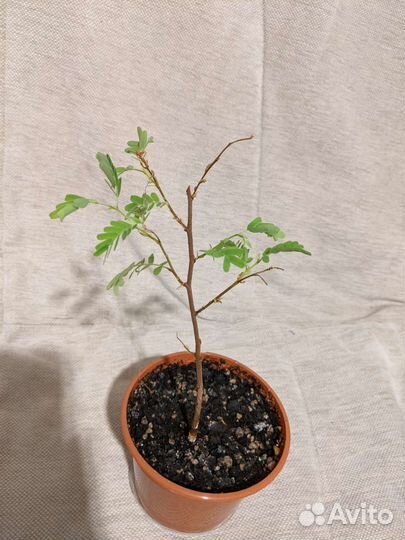 Комнатные домашние растения