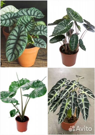 Алоказии,Маранта лемон лайм,Аглаонема